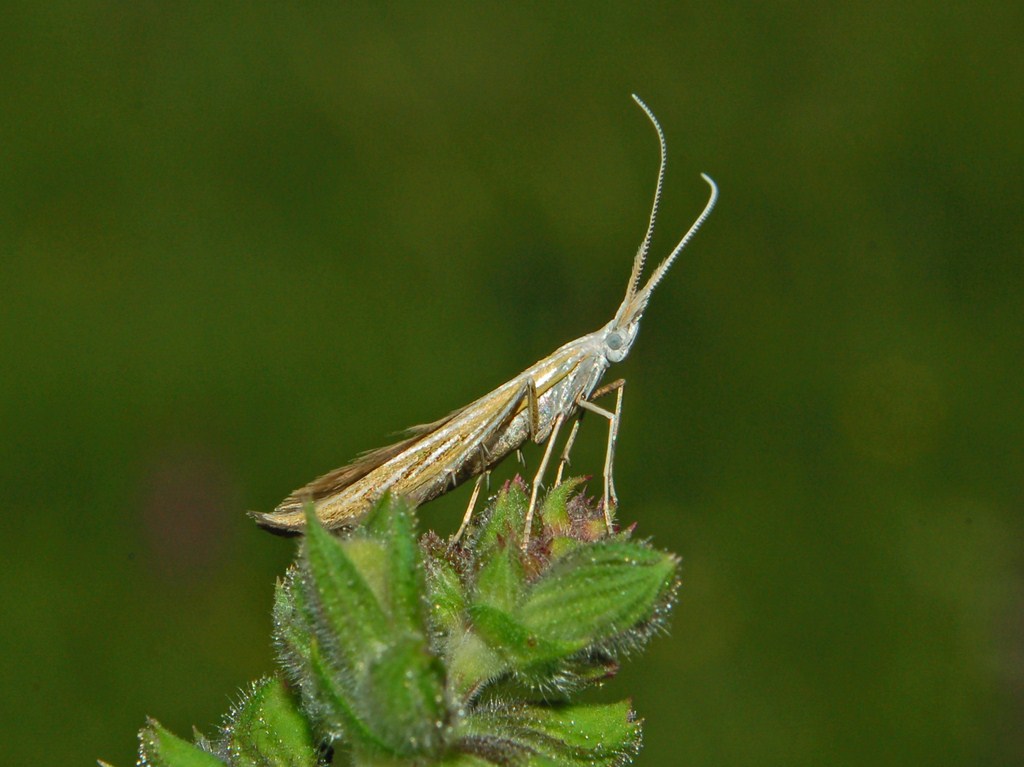 Piccola farf. a righe argentee-Coleophora cf. ornatipennella